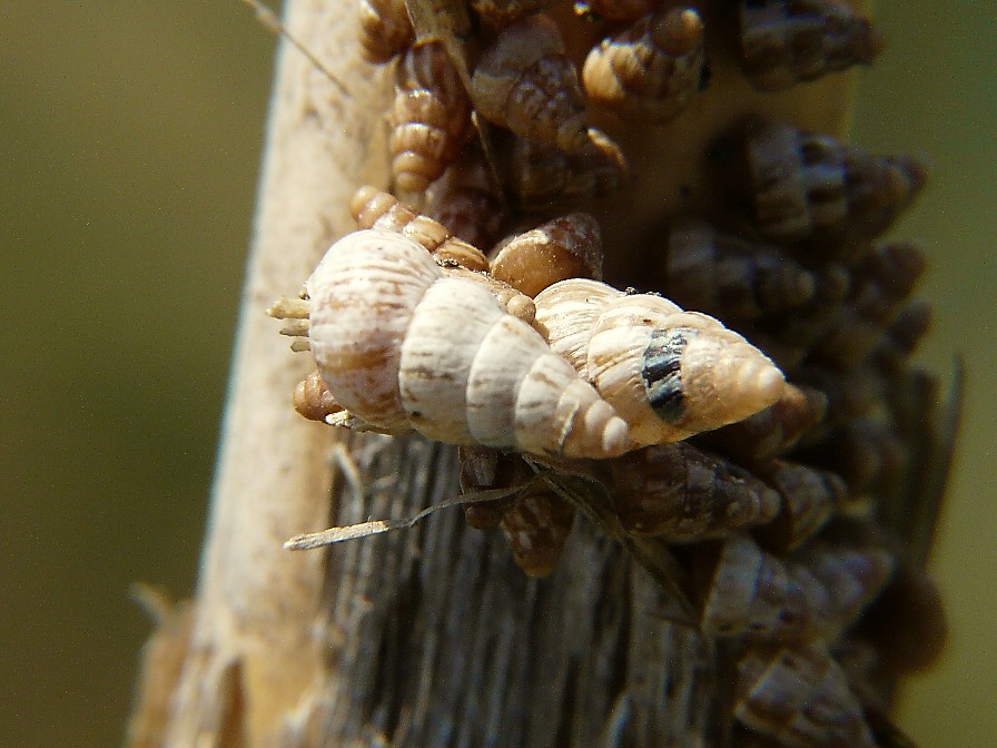 Cochlicella